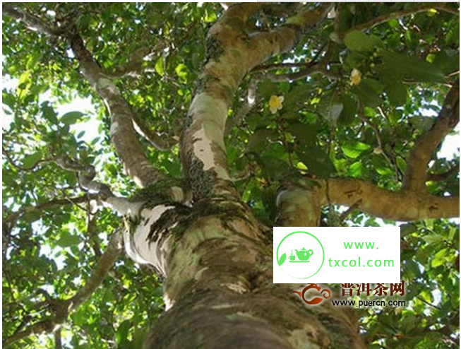 云南大叶种的代表性品种有哪些？