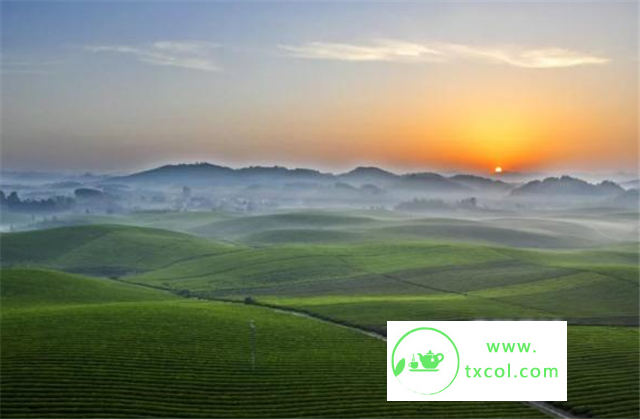 爱喝什么茶，你就是什么性格，很准！