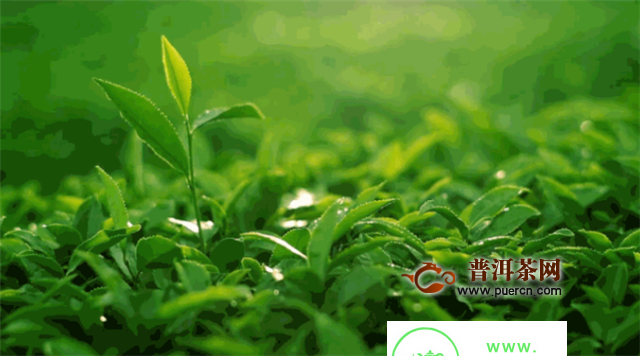 经常被误会的这些好茶