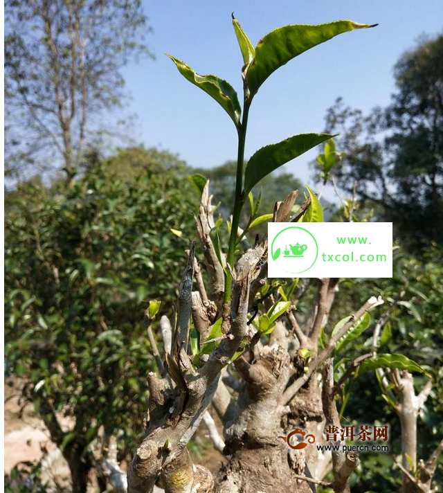 云南大叶种的代表性品种有哪些？