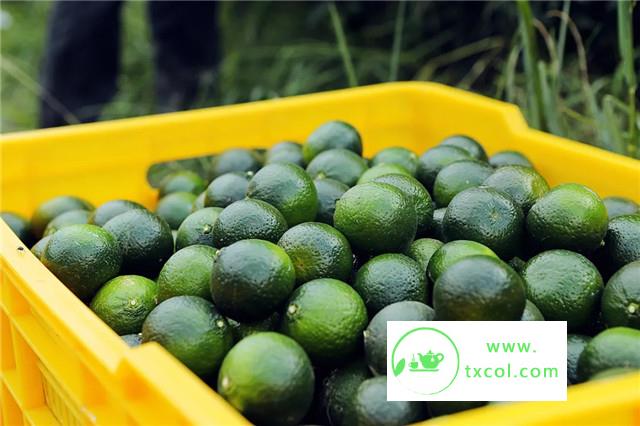 小青柑不得不说的秘密,泓达堂新会陈皮一次全告诉你!