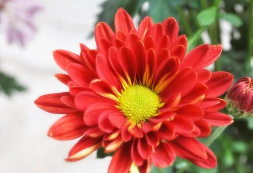  藏菊花茶什么人不能喝藏菊花茶的功效与作用