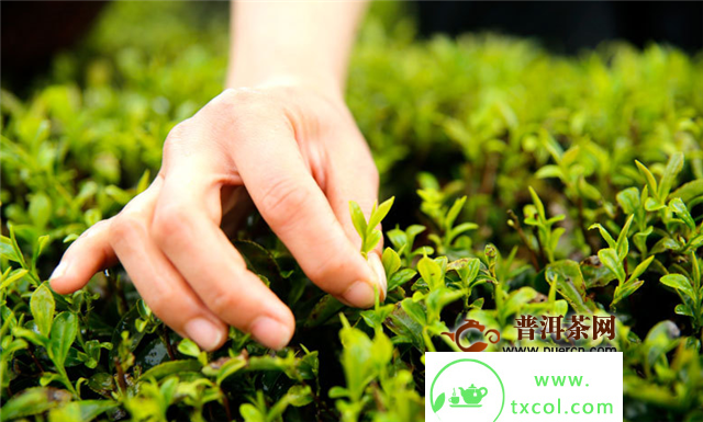 经常被误会的这些好茶