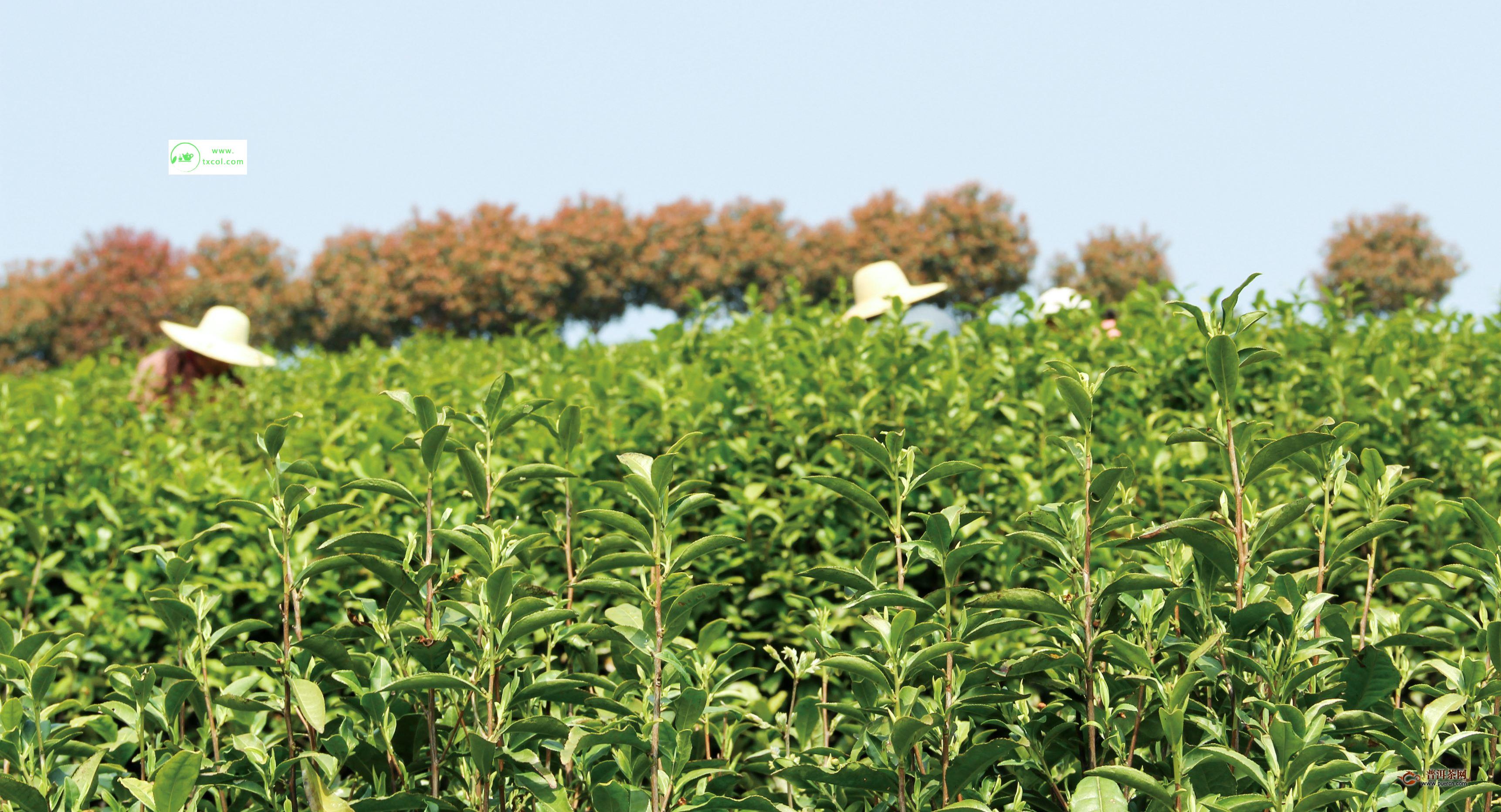 秋季茶有什么特点